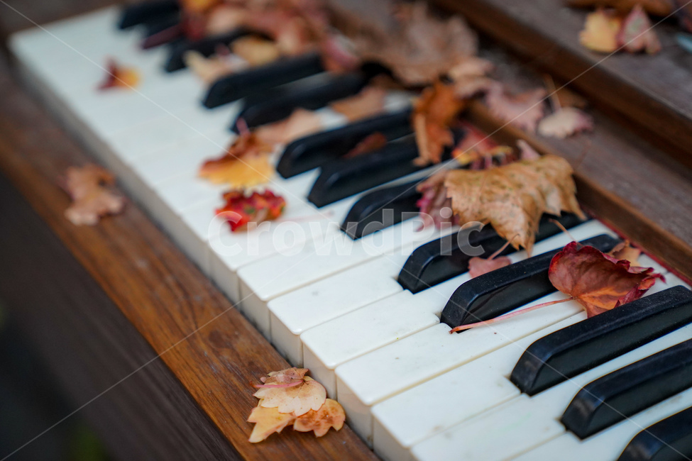 오르간,피아노,낙엽,가을,음악,가을,계절,fall,autumn,season,악기,음향기기,musical instrument,musical equipment,leisure activities,레저 활동