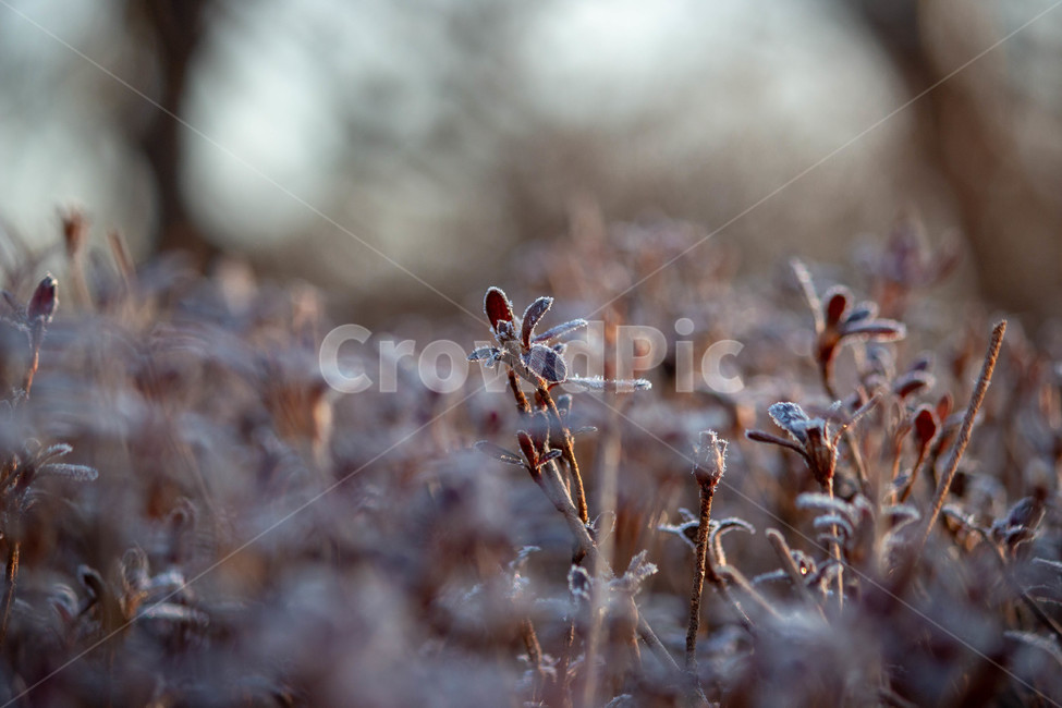 꽃,겨울꽃,산책,아웃포커싱꽃,살얼음,식물,나무,겨울,계절,winter,season,식물,자연,plants,nature