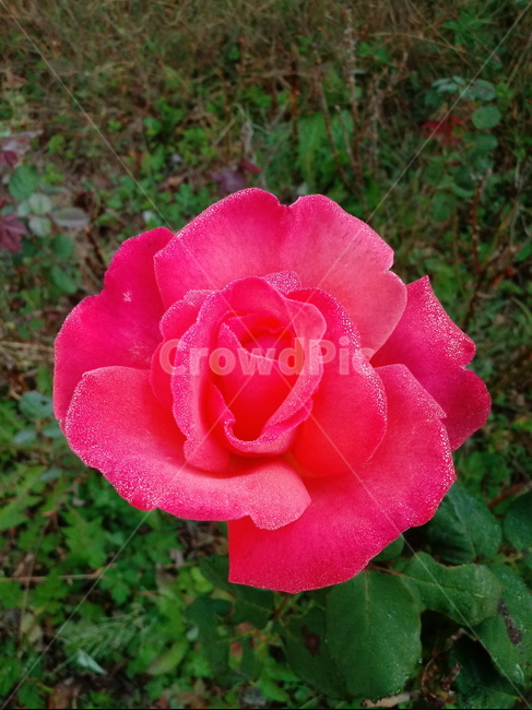 장미,꽃,식물,plant,flower,rose,식물,자연,plants,nature,꽃,flower