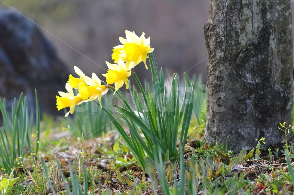 사진,꽃,꽃사진,수선화,노란꽃,flower,yellow,식물,자연,plants,nature,꽃,flower