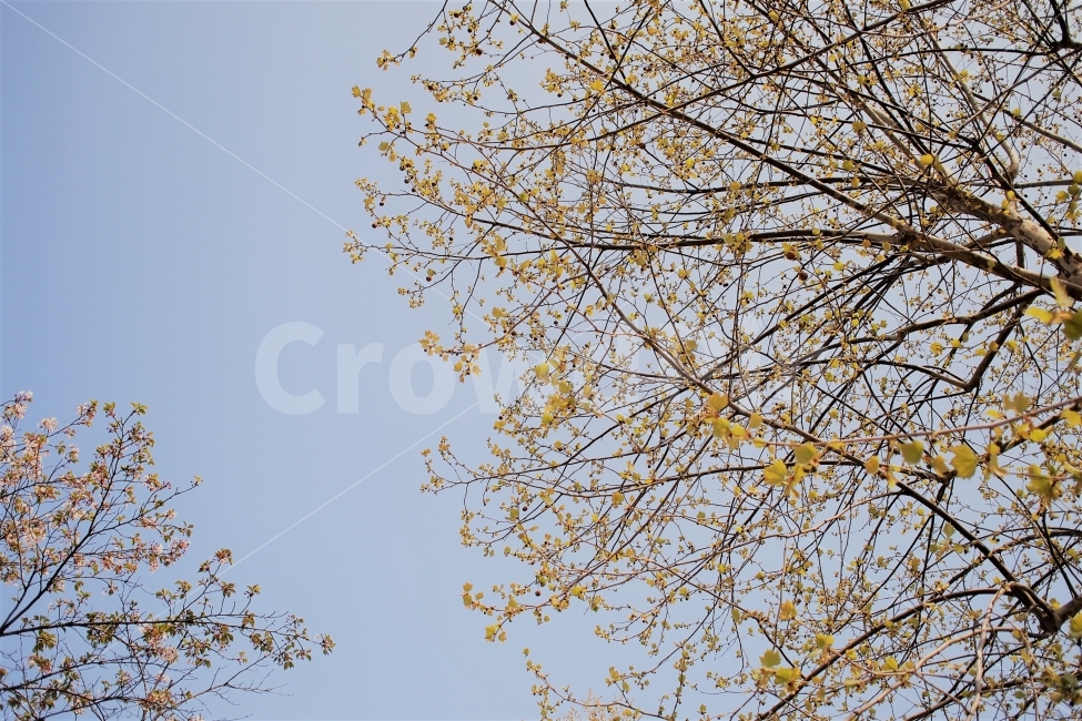 나무,하늘,식물,나뭇잎,봄,신록,올려다봄,봄날,따스함,봄,계절,spring,season,식물,자연,plants,nature,꽃,flower,나무,trees,wood,tree,plant,leaf,잎
