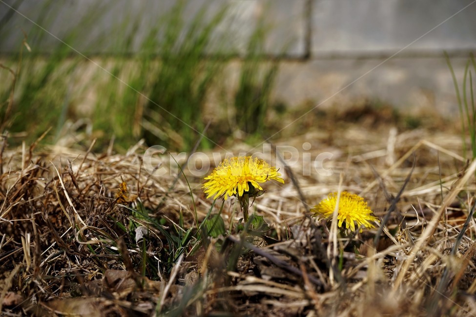 민들레,노랑,봄,꽃,계절,dandelion,spring,flower,bloom,yellow,life,생명,봄소식,식물,자연,plants,nature,꽃,flower