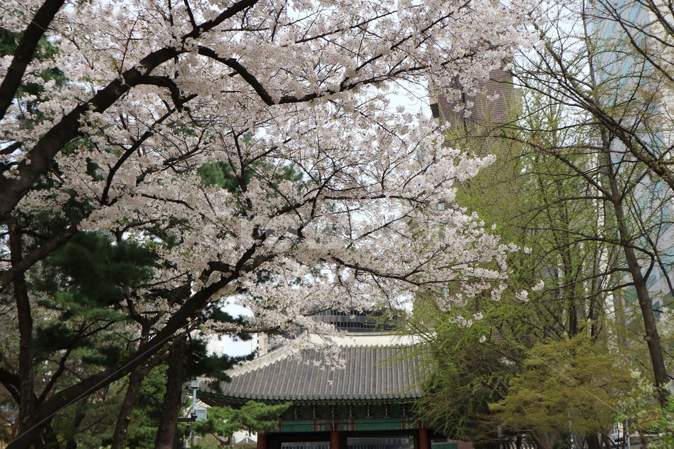 벚꽃,나무,봄,꽃,풍경,봄,계절,spring,season,한국전통,한국문화,korean traditional,korean culture,랜드마크,landmark,tourist attraction,한국랜드마크,한국관광지,한국명소,korea landmark,korea tourist attraction,식물,자연,plants,nature,꽃,flower,plant,blossom