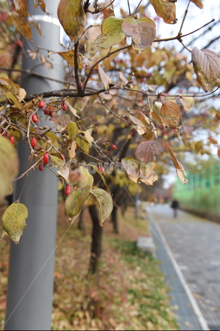 가을,열매,낙엽,공원,나무,잎,plant,식물,leaf,tree,가을,계절,fall,autumn,season