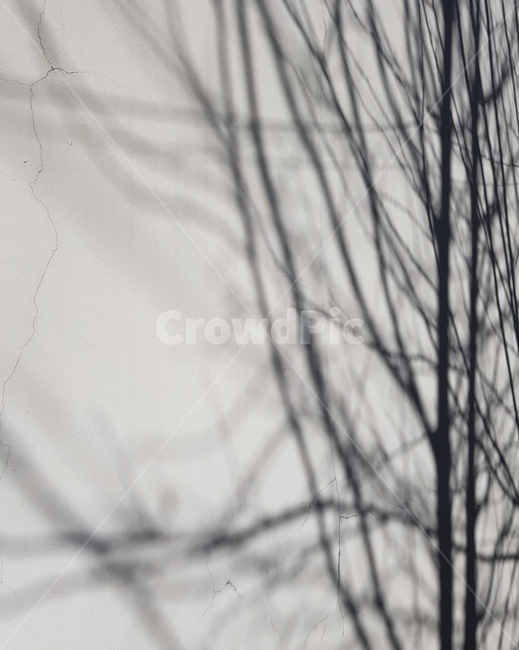 벽,그림자,명암,나뭇가지,실루엣,silhouette,shodow,contrast,wall,bw,실루엣,그림자,silhouette,shadow