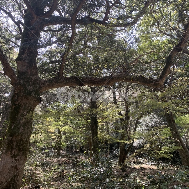 숲,나무,울창한,수풀,forest,자연,풍경,nature,landscape,tree,tree trunk,나무 줄기,plant,식물