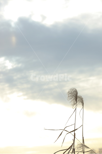 가을,가을풍경,가을갈대,갈대,갈대숲,자연,계절,fallautumnseason,식물,plants,가을,계절,fall,autumn,season,식물,자연,plants,nature,감성,sensible,feeling,grass,잔디,plant,lawn