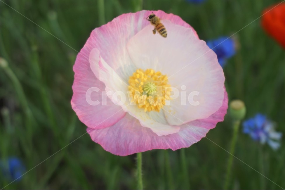 꽃,벌,들꽃,식물,곤충,강가,샛강,자연,flower,flowers,bee,wildflowers,insect,plant,nature,식물,자연,plants,nature,꽃,flower,동물,animal,곤충,벌레,insect,bug
