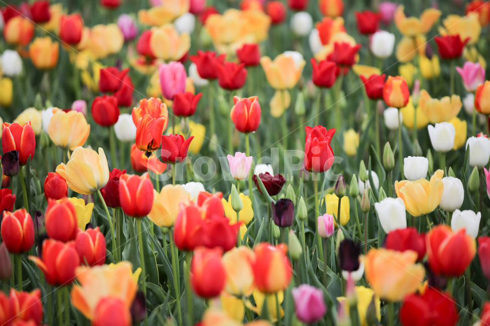 튤립,튤립축제,태안튤립축제,tulip,백합목,백합과,봄꽃,봄,계절,spring,season,식물,자연,plants,nature,꽃,flower,plant,blossom