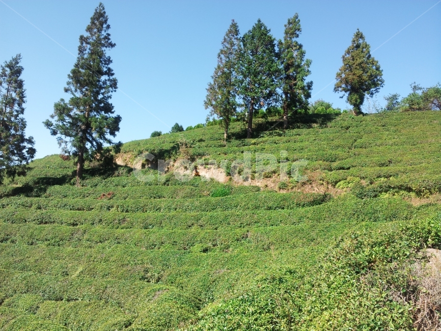 녹차밭,남해,여행,풍경,자연,여름,자연,풍경,nature,landscape,한국자연풍경,한국자연경관,korea nature landscape,plant,식물,tree,나무,fir,전나무,abies,아비