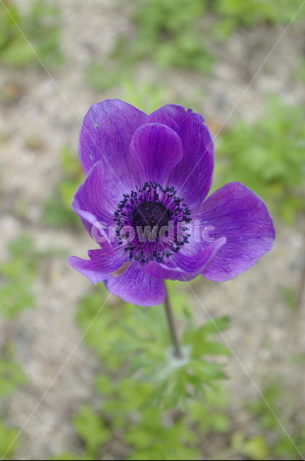 초록,잎,꽃,flower,식물,plant,계절,봄,spring,식물,자연,plants,nature,꽃,flower