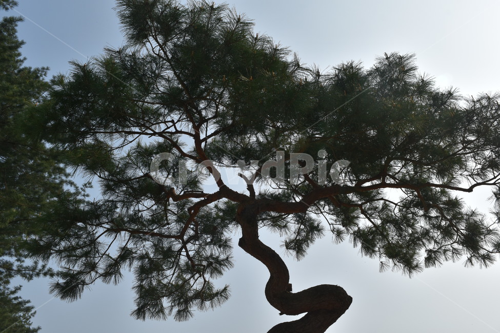 나무,소나무,식물,가지,나뭇가지,하늘,자연,식물,자연,plants,nature,나무,trees,wood