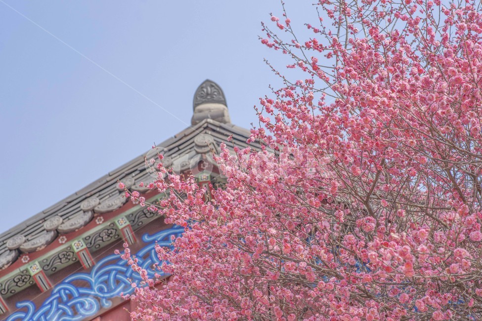 봄,꽃,봄꽃,매화,홍매화,봄,계절,spring,season,자연,풍경,nature,landscape,plant,식물,blossom,flower