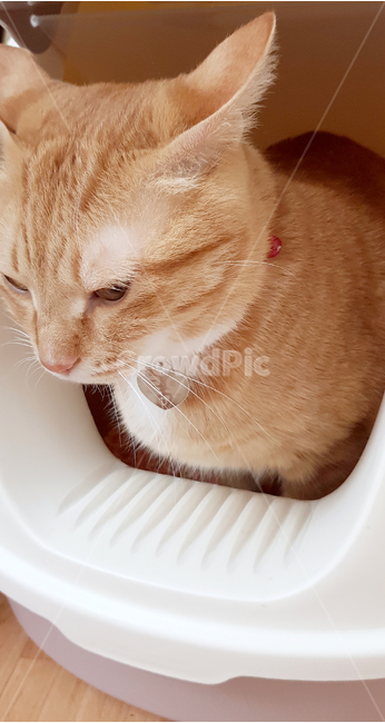 고양이,치즈태비,cat,pet,반려묘,애완동물,화장실,고양이화장실