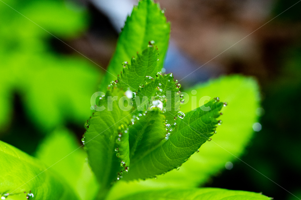 풀,이슬,물방울,접사,새싹,잡초,새벽,생명력,식물,투명,초록,식물,자연,plants,nature