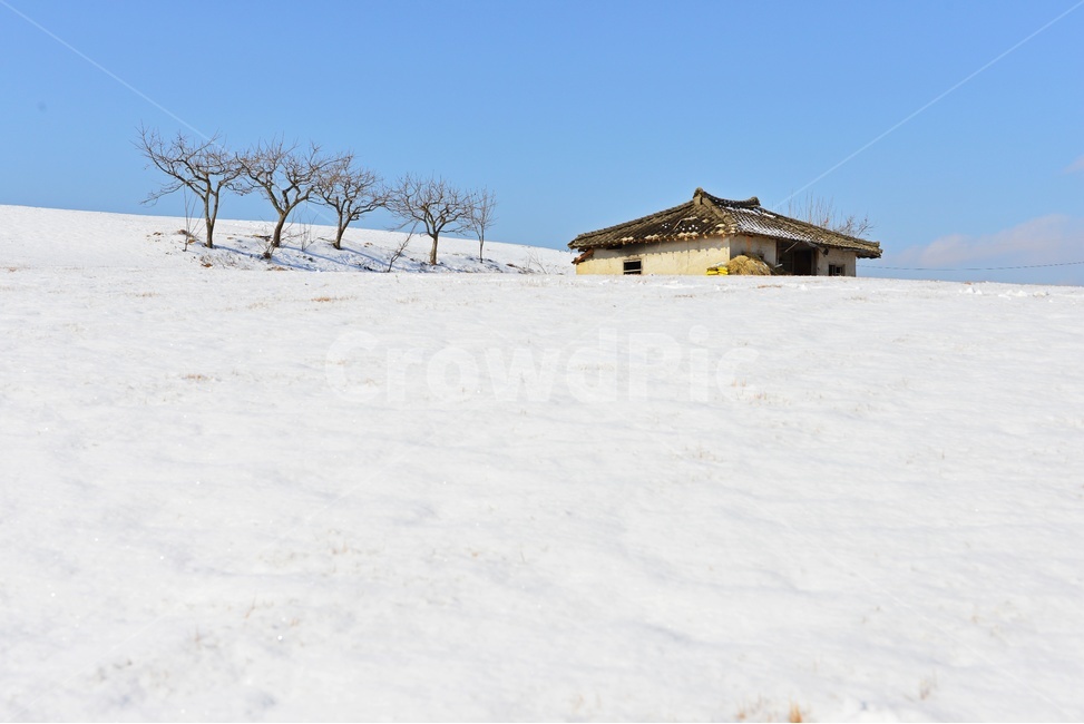 장성,삼서,외딴집,외딴집설경,겨울,계절,폐가,들판,나무,nature,자연,outdoors,옥외,building,건물,겨울,계절,winter,season