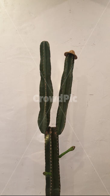 선인장,긴선인장,식물,인테리어,모자