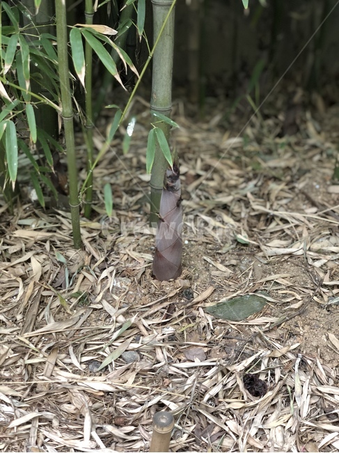 여름,여름비,대나무,죽순,죽순대,대나무의생존