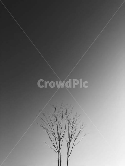 나무,nature,outdoors,옥외,feeling,흑백사진,흑백,tree,나뭇가지,공원,하늘,sky,흑백,모노톤,monochrome,black and white