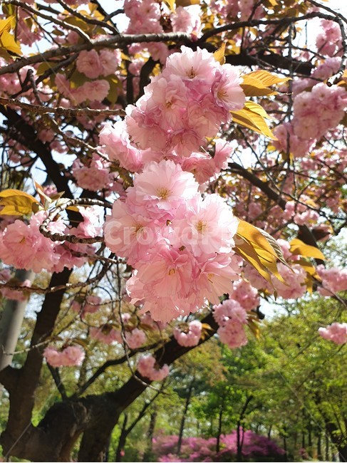 분홍겹벚꽃,겹벚꽃나무,봄꽃나무,장미과,흰겹벚꽃