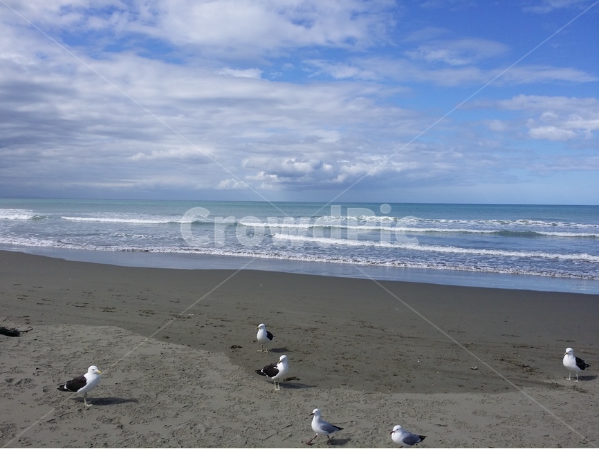 바다,갈매기,파도,하늘,구름,해변,clouds,seascape,sky,wave,gulls,파랗다,해외여행,sand,풍경,뉴질랜드,해변,바다,beach,sea,동물,animal,조류,새,birds