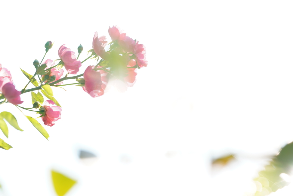장미,꽃,플라워,식물,생물,생명,flower,plant,식물,자연,plants,nature,꽃,flower