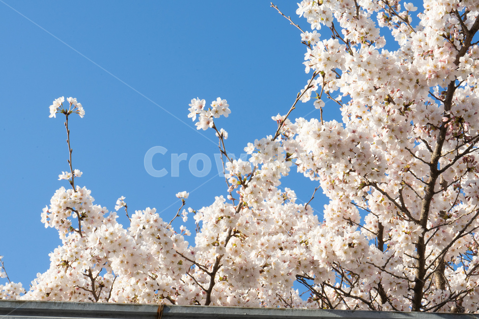 매화,하늘,매화나무,꽃,梅花,flower,sky,백매,풍경사진,landscape,봄,spring,blossom
