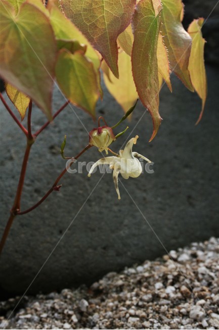 삼지구엽초,매자나무과,음양곽,천냥금,폐경초,여러해살이풀,야생화,약용식물,식물,자연,plants,nature,꽃,flower