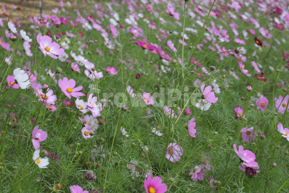 plant,식물,flower,꽃,blossom,코스모스