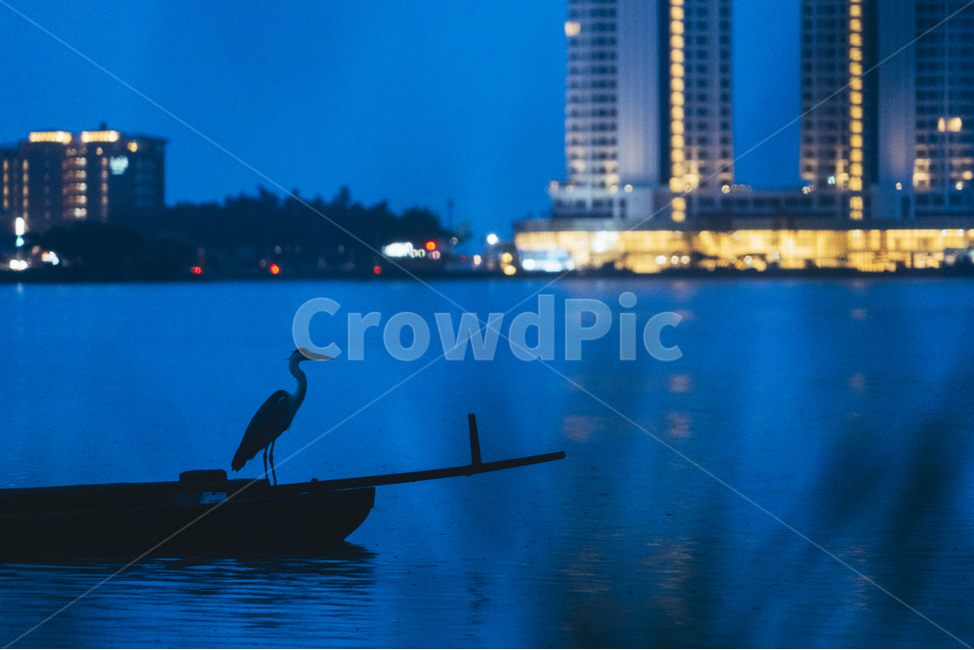 경포호,호수,자연,새,배,야경,밤,풍경,nightscape,night,landscape,도시,city,동물,animal,조류,새,birds,bird