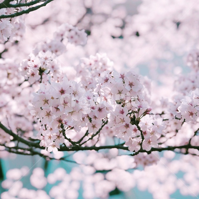 벚꽃,꽃,봄,flower,cherryblossom,spring,계절