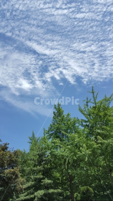 하늘,나무,구름,sky,tree,자연,풍경,nature,landscape,plant,식물,fir,전나무