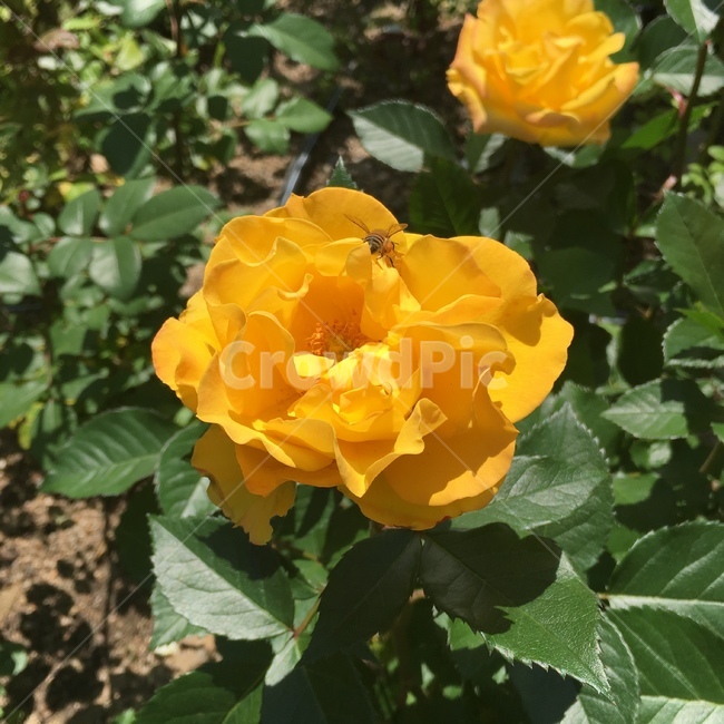 장미,꽃,노랑,노란,벌,꿀벌,노란꽃,노란장미,노랑장미,bee,rose,yellow,flower,nature,로즈,식물,자연,plants,nature,꽃,flower,동물,animal,곤충,벌레,insect,bug