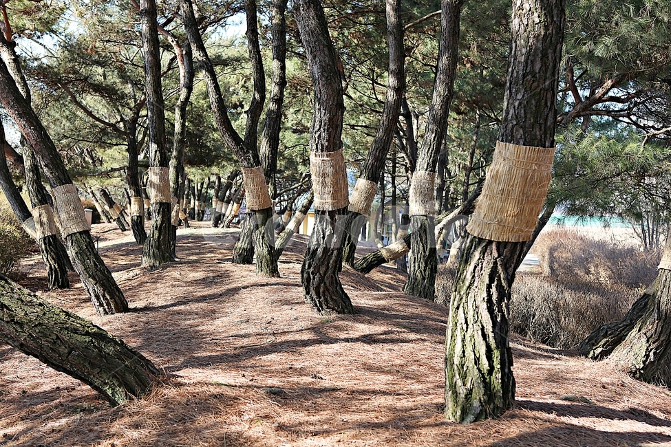 소나무,솔잎,숲,나무,식물,자연,풍경,겨울,공원,자연,풍경,nature,landscape