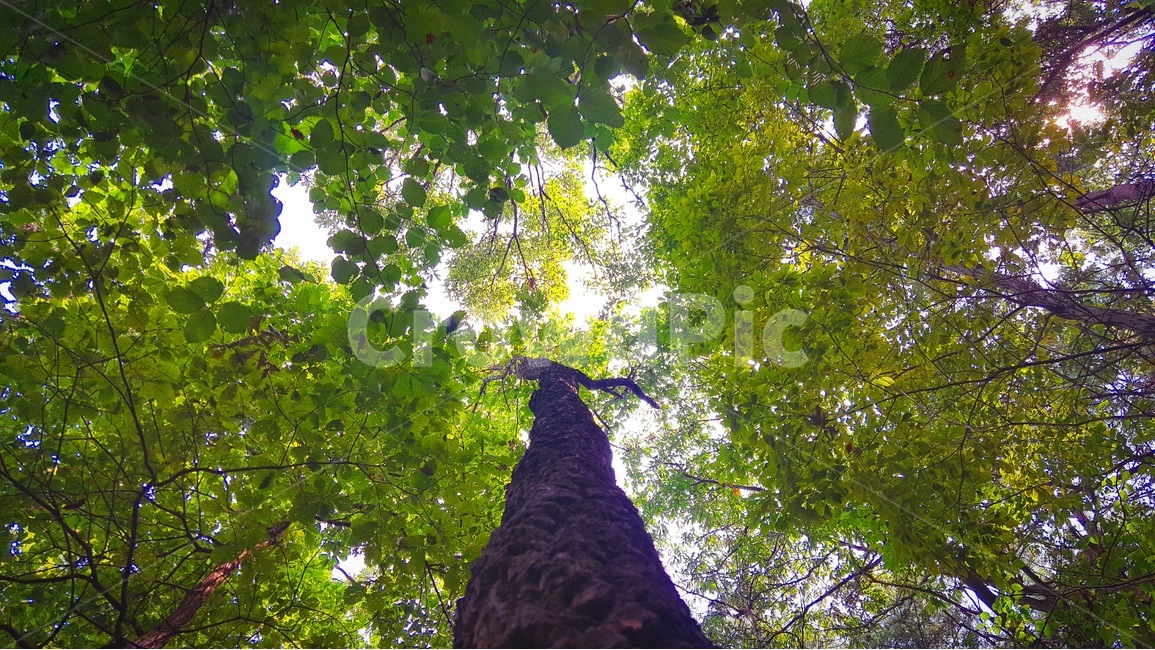 숲,나무,잎,나뭇잎,식물,감성,산,자연,풍경,forest,trees,leaf,emotion,mountain,nature,green,초록,힐링,식물,자연,plants,nature,나무,trees,wood