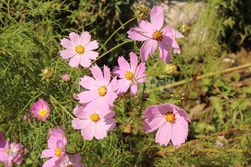 꽃,코스모스,자연,nature,flower,식물,자연,plants,nature,꽃,flower