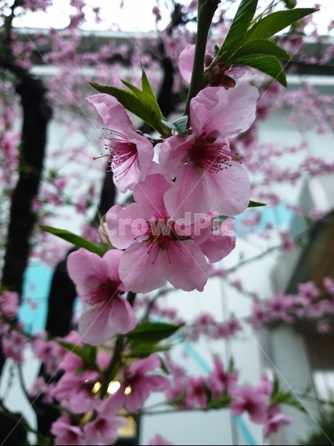 봄,벚꽃,부산꽃,분홍,핑크,봄,계절,spring,season,plant,식물,blossom,꽃,flower