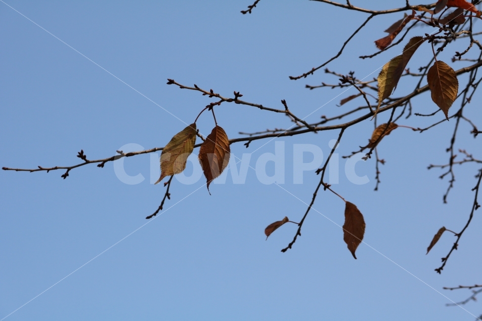 자연,나무,잎,가을,쌀쌀함,하늘,가을,계절,fall,autumn,season,식물,자연,plants,nature,bird,새,animal,동물,veins,정맥