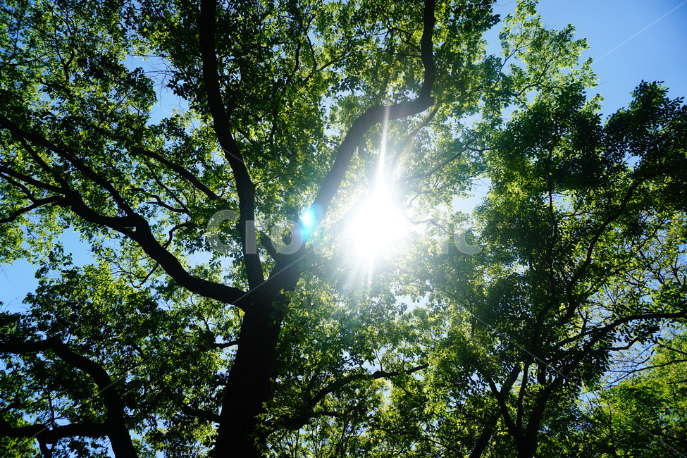 나무,나뭇잎,자연,햇빛,태양,식물,산,초록,빛,하늘,tree,leaf,nature,sunshine,sun,plants,mountain,green,light,sky