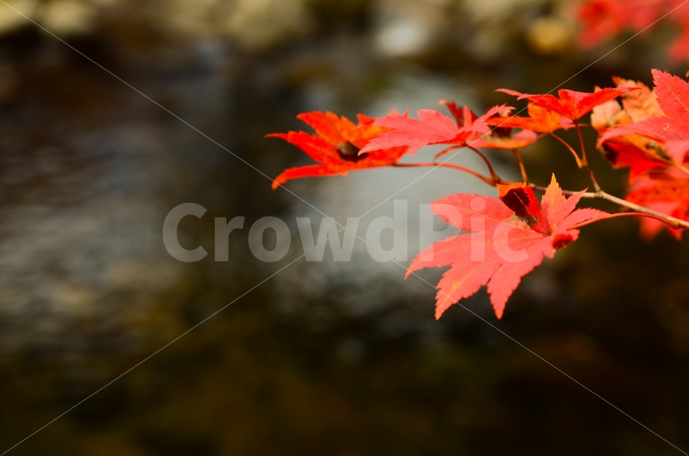 가을,단풍,계곡,빨강,물,시냇물,시냇가,맑음,화창,식물,자연,plants,nature,가을,계절,fall,autumn,season,leaf,잎,plant,tree,나무