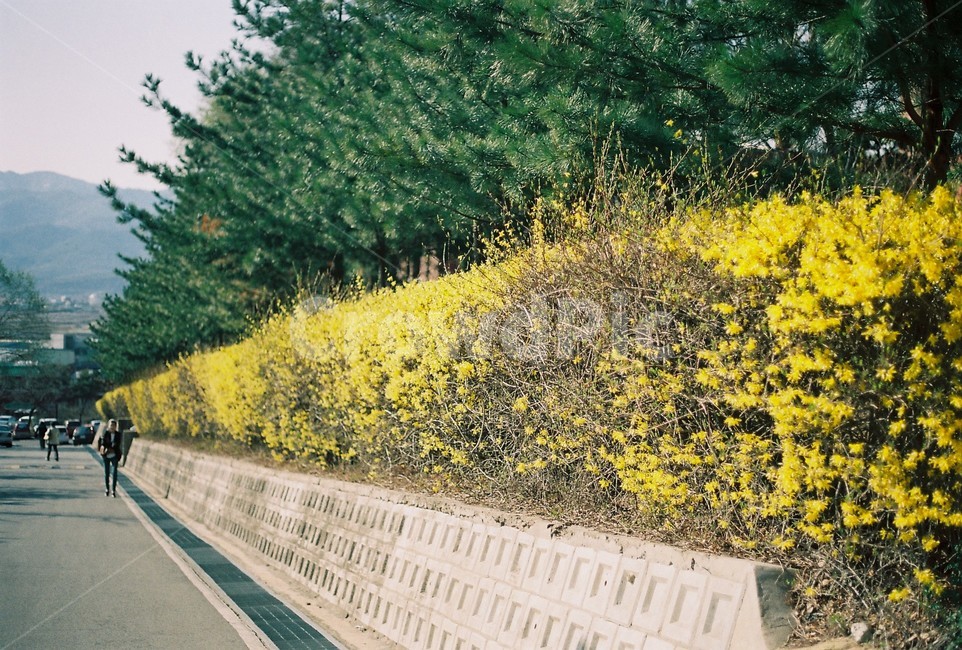 개나리,봄,풍경,식물,골목,봄,계절,spring,season