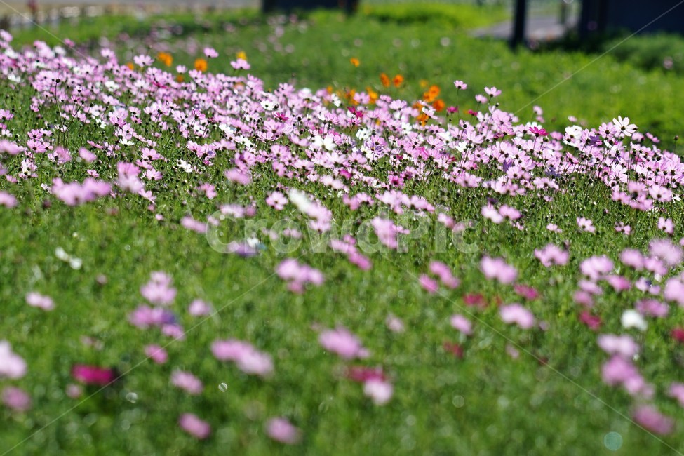 코스모스,가을,꽃,자연,식물,cosmos,nature,fiower,green,pink,가을,계절,fall,autumn,season,식물,자연,plants,nature,꽃,flower,plant,blossom