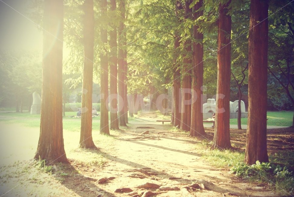 메타쉐콰이어,나무숲,공원,풍경,따스함,나무길,나무,자연,풍경,nature,landscape,휴식,힐링,rest,relaxation,healing,감성,sensible,feeling,tree,plant,식물,flare,플레어,light,빛,path,통로