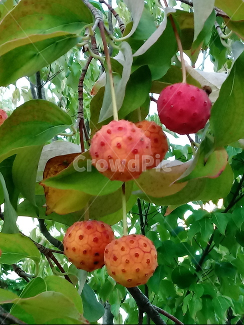 산딸나무,식물,열매,plant,들매나무,미영꽃나무,四照花,kousadogwood,준딸나무,소리딸나무,애기산딸나무,굳은산딸나무,과일,열매,fruit