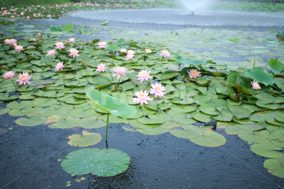 우중출사,장마,비방울,수련,물방울,반동,진동,식물,자연,plants,nature,꽃,flower,비,비오는날,rain,rainy