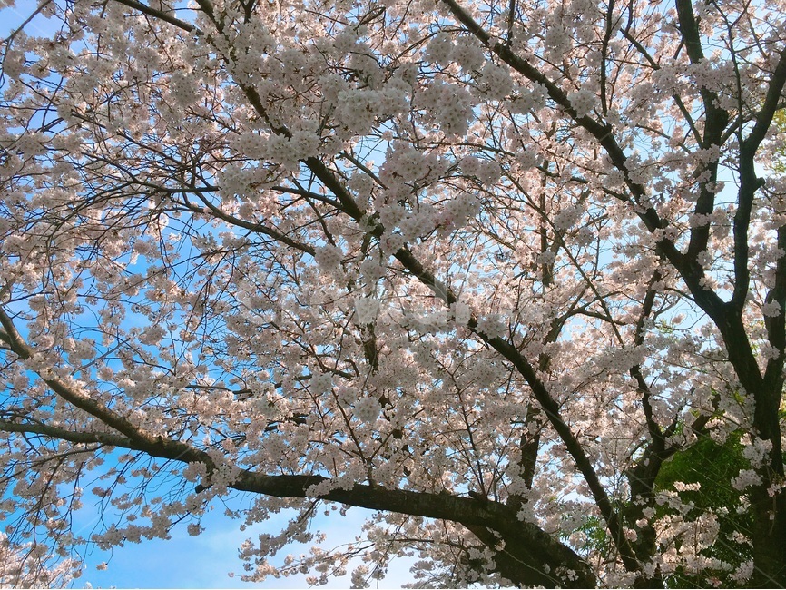봄,벚꽃,벚꽃나무,하늘,나무,팝콘나무,봄,계절,spring,season,식물,자연,plants,nature,꽃,flower,plant,blossom
