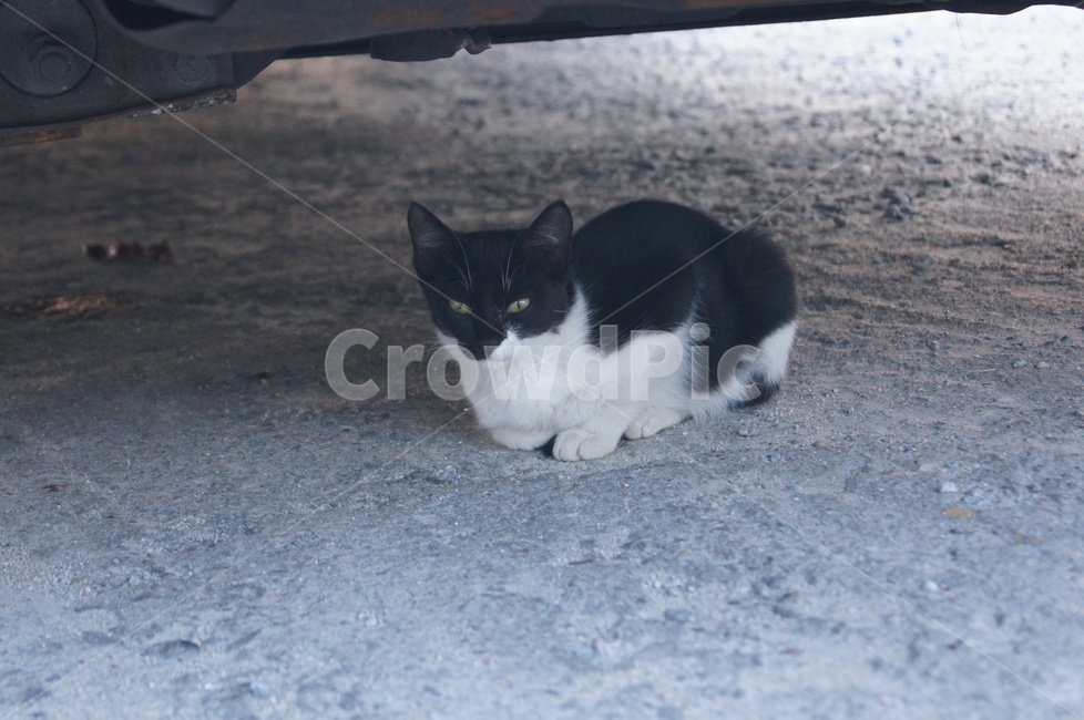 고양이,누움,점박이,쫑긋,수염,흰색,검은색,눈빛,고양이눈,cat,lie,spottedanimal,sptted,cocking,mustache,white,black,eyecontact,cateye,동물,animal,포유류,mammal,고양이,cat,kitten,kitty