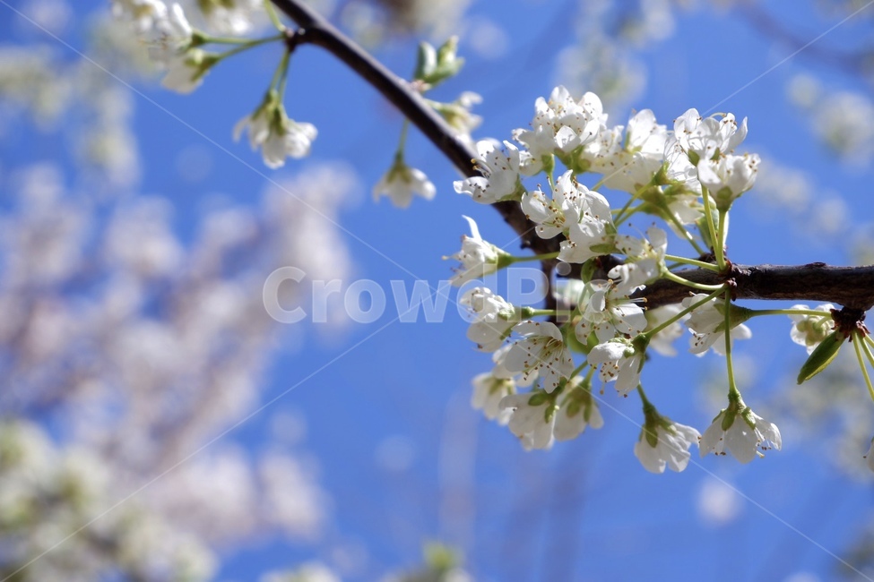 cherry,Cherry Blossom,cherryblossom,tree,flower tree,flower,spring flowers,spring,springflower,plant,flowertree