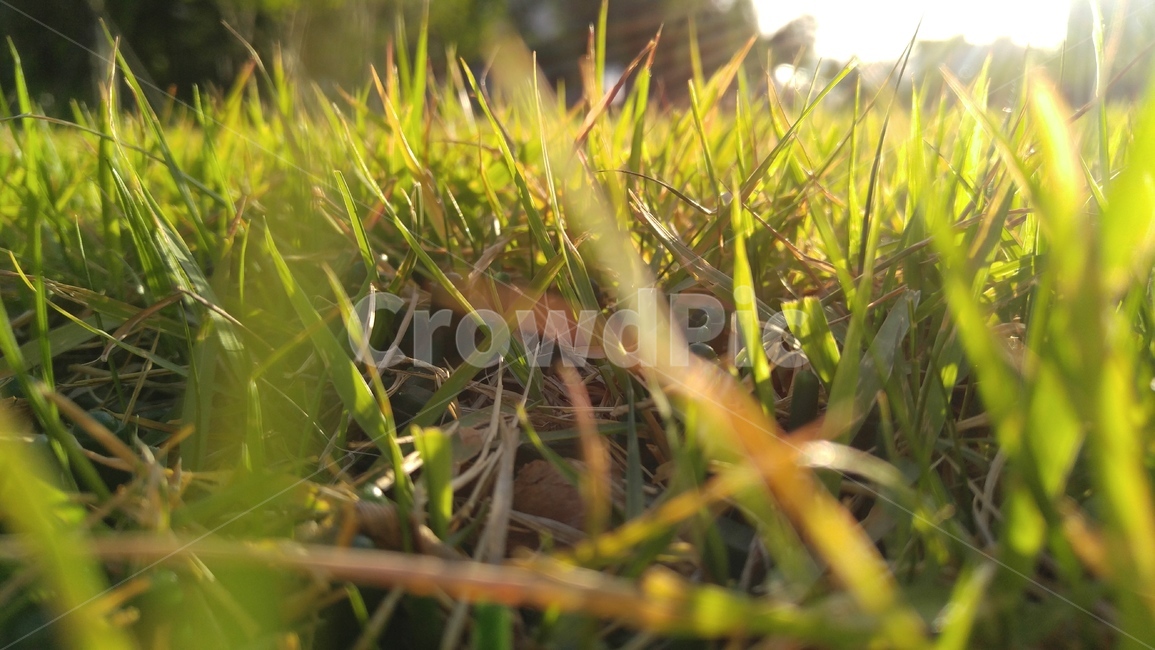 잔디,풀,식물,녹색,그린,햇살,배경,감성,계절,grass,flants,green,sunbeam,background,emotional,season