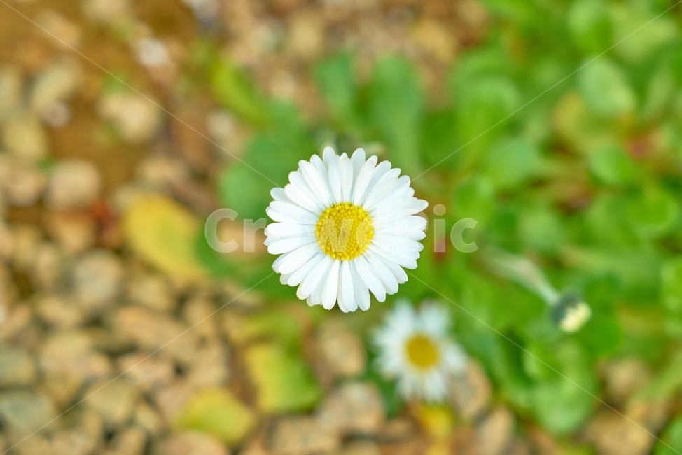 비닐하우스,봄,꽃,flower,flowers,blossom,beautiful,정원,화원,아름다운,식물,자연,plants,nature,꽃,flower
